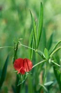 Lathyrus cicera