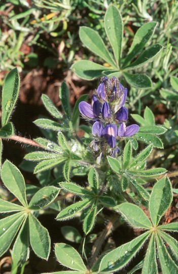 Lupinus micranthus