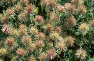 Trifolium stellatum