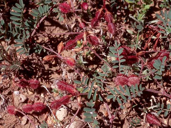 Hedysarum spinosissimum