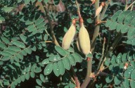Astragalus lusitanicus ssp. orientalis