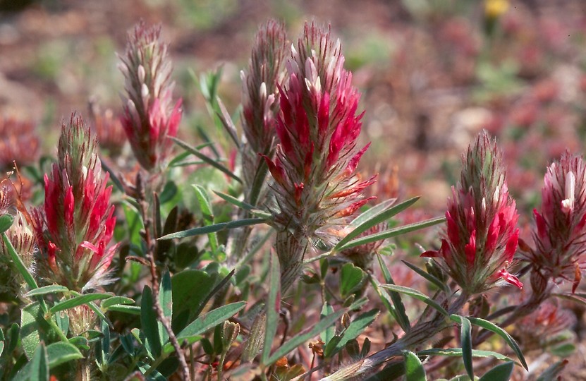 Trifolium angustifolium