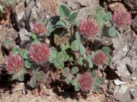 Trifolium cherleri