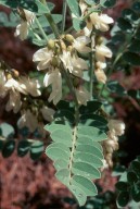 Astragalus lusitanicus ssp. orientalis