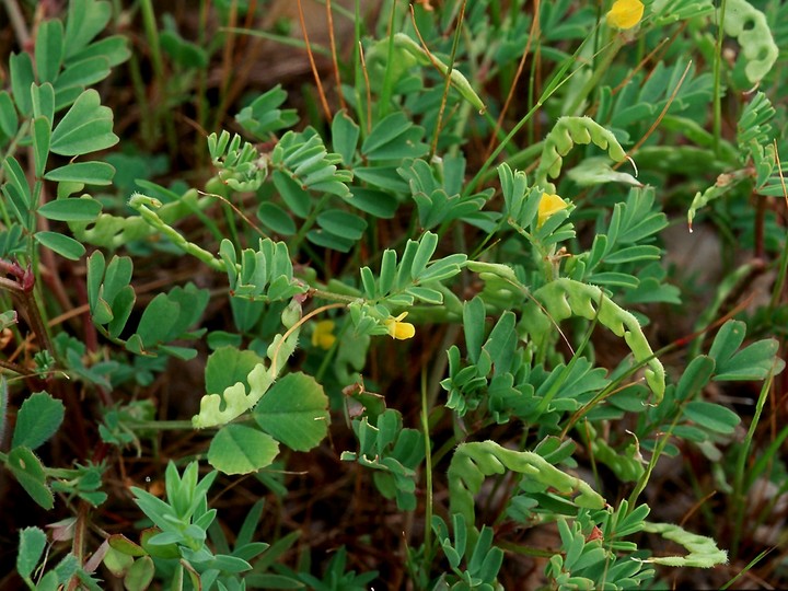 Hippocrepis unisiliquosa