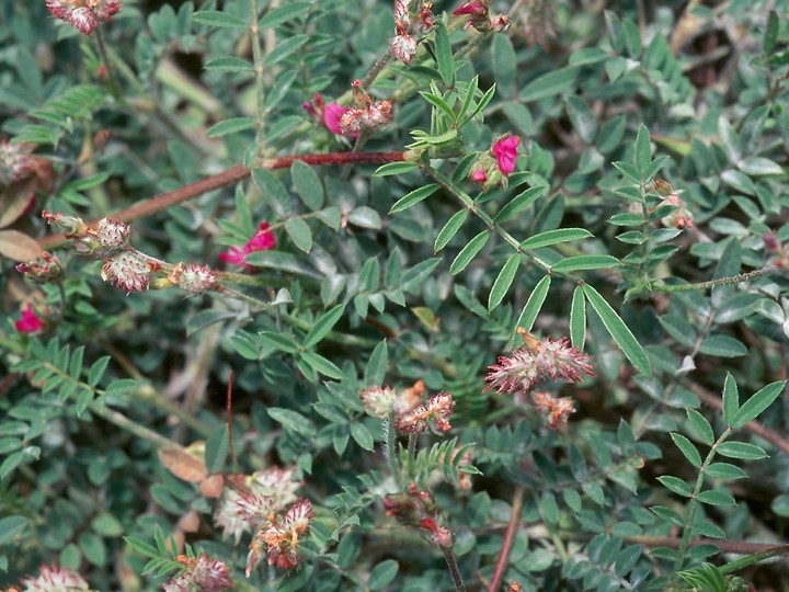 Onobrychis caput-galli