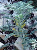 Astragalus macrocarpus ssp. lefkarensis