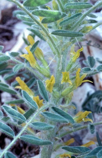 Astragalus macrocarpus ssp. lefkarensis