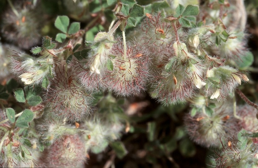 Trifolium pilulare