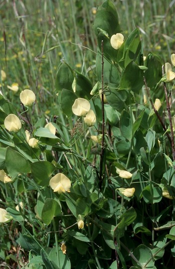 Lathyrus aphaca