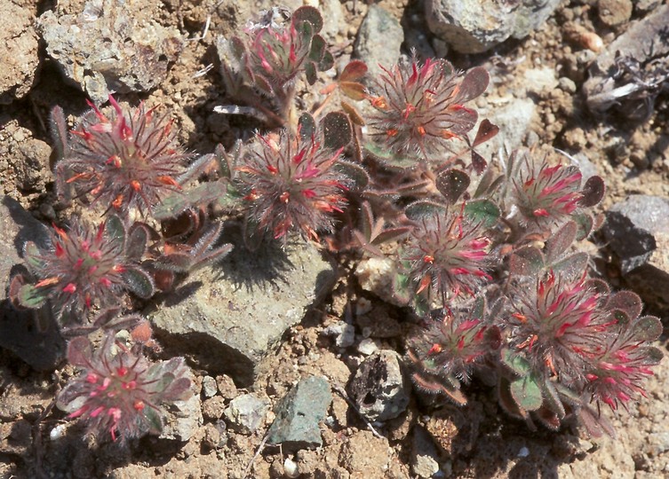 Trifolium cherleri