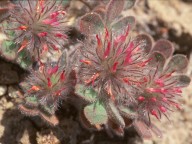 Trifolium cherleri