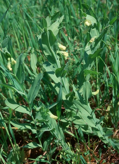 Lathyrus ochrus