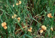 Lathyrus gorgoni