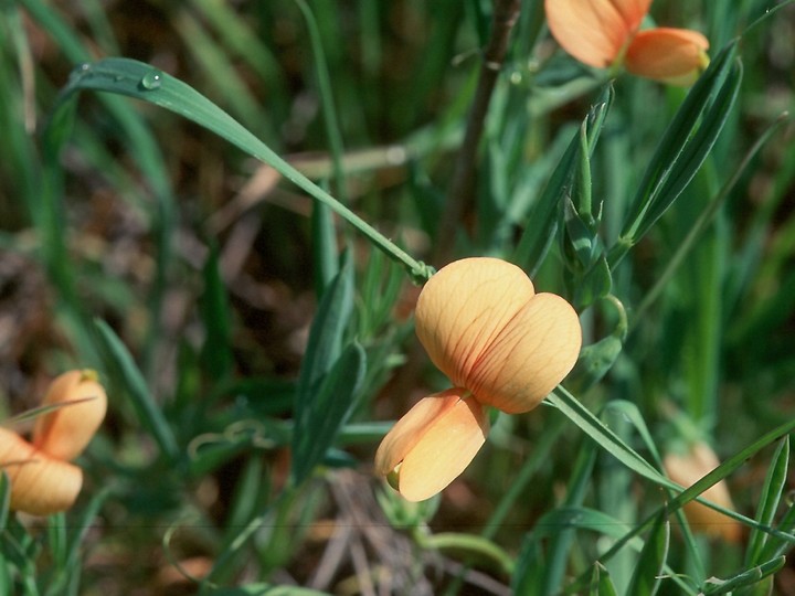 Lathyrus gorgoni