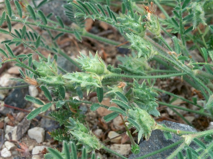 Onobrychis crista-galli