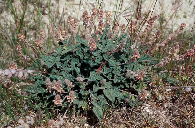 Onobrychis venosa