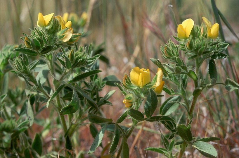 Ononis pubescens