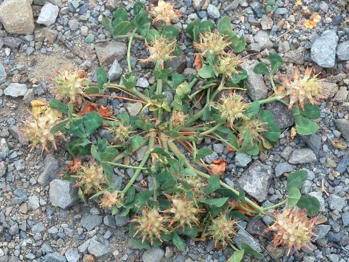 Trifolium spumosum