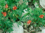 Lathyrus blepharicarpus