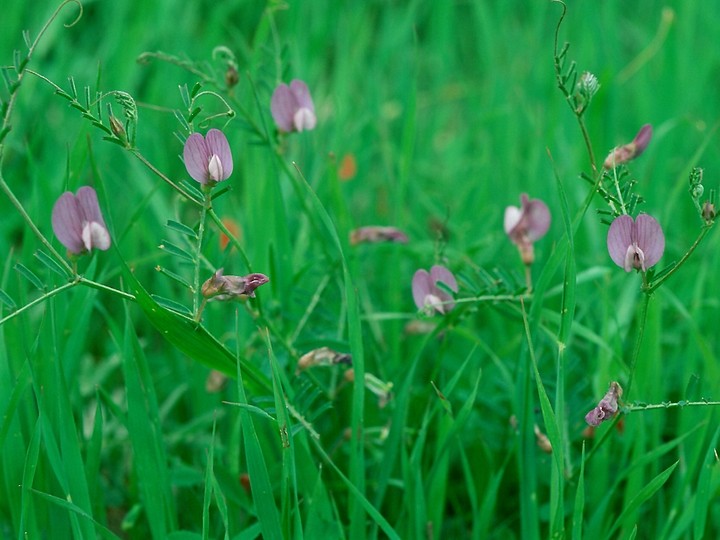 Vicia peregrina