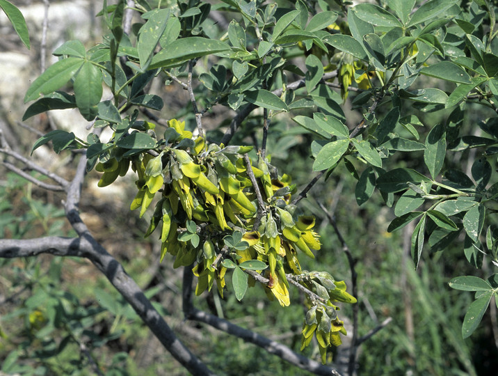 Anagyris foetida