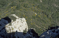 Coronilla valentina