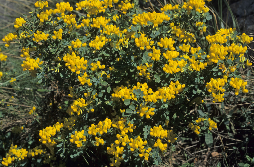 Coronilla valentina