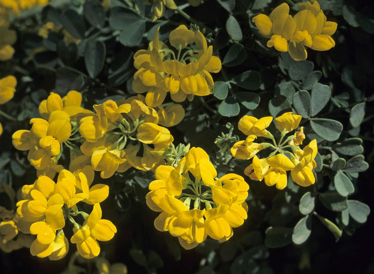 Coronilla valentina