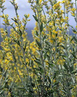 Genista cinerea