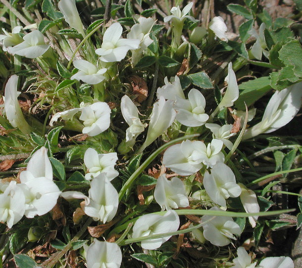 Trifolium uniflorum