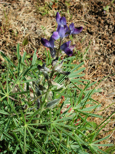 Lupinus angustifolius