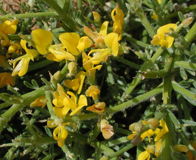 Genista acanthoclada