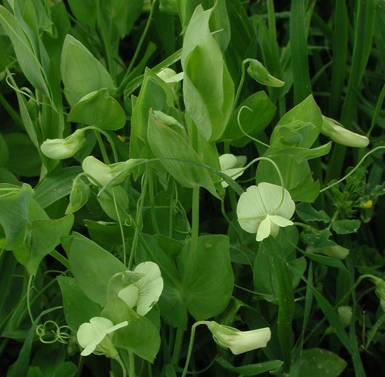 Lathyrus aphaca