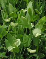 Lathyrus aphaca