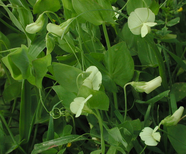 Lathyrus aphaca