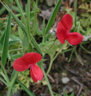 Lathyrus cicera