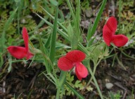 Lathyrus cicera