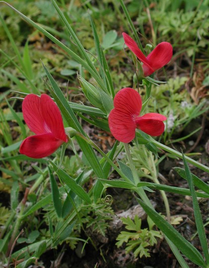 Lathyrus cicera