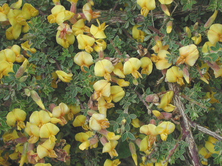 Chamaecytisus creticus