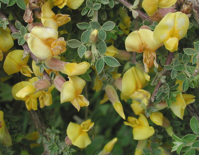 Chamaecytisus creticus