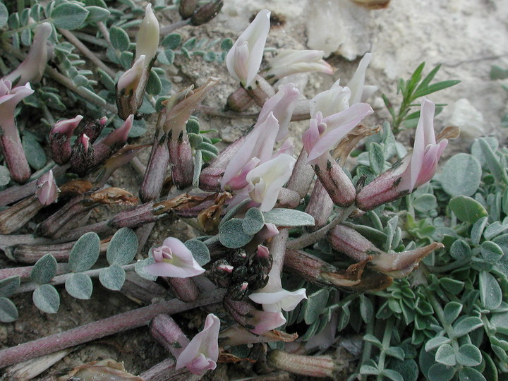 Astragalus cyprius