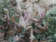 Astragalus cyprius