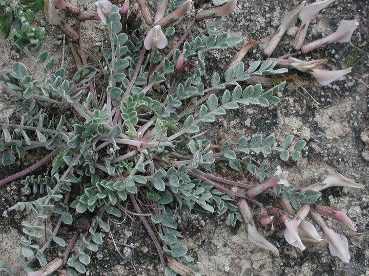 Astragalus cyprius