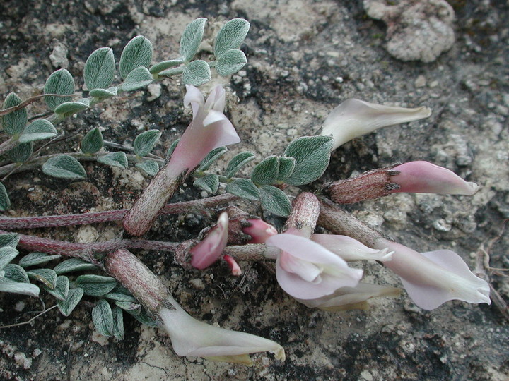 Astragalus cyprius