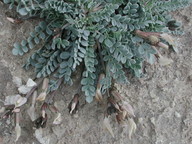 Astragalus cyprius