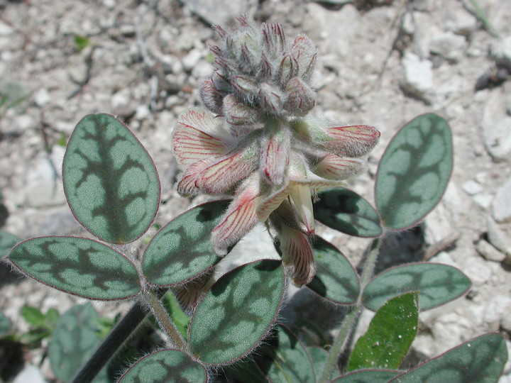 Onobrychis venosa