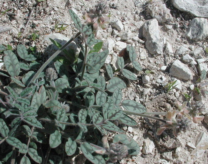 Onobrychis venosa