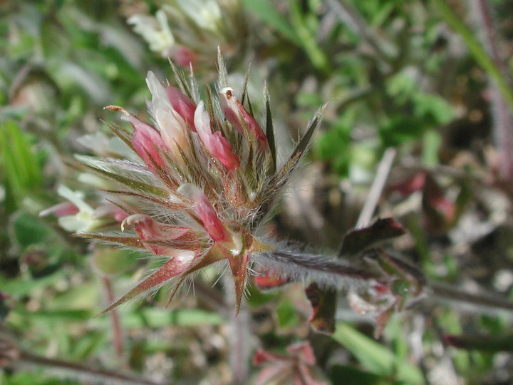 Trifolium stellatum