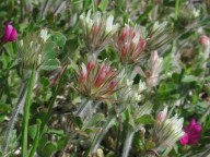 Trifolium stellatum